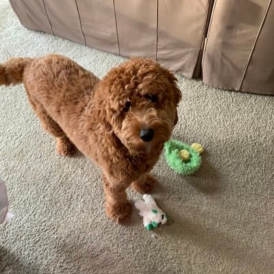 Hi! I’m Belle! I’m an F1B Gooden doodle who lives in Oregon!