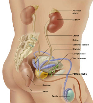 Read about prostate cancer here...