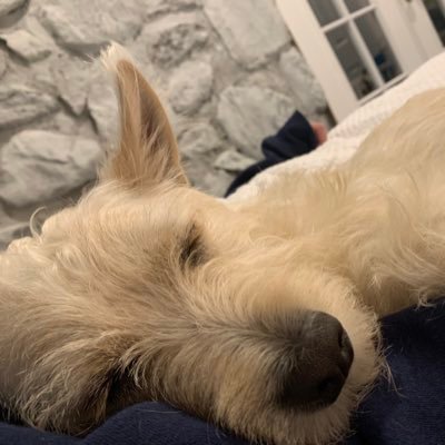 sydneysapir's profile picture. 