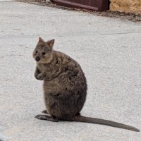 ANU Health and Identity Lab (@anu_lab) 's Twitter Profile