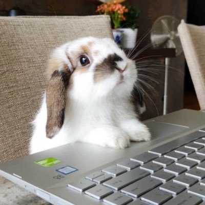 @translatedbuns