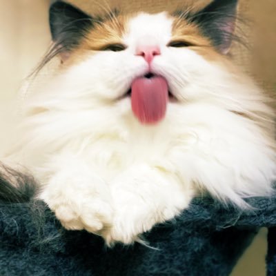 halcion2's profile picture. 異動によりほわいと企業勤めになりました。とーこー大卒。せぱたくろー。よろしくお願いします。Instagram→halcion.b.o.c