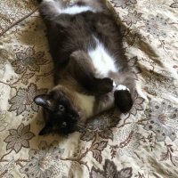 Theofatcat (@theofatcat) Twitter profile photo