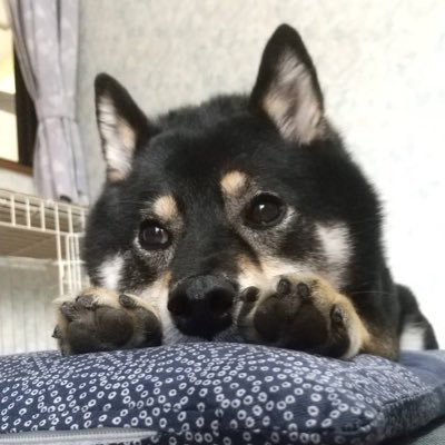 仕事中心の毎日からサイドFIRE生活に。これからは家族や愛犬との時間を大切にしていきます。https://t.co/91UNKovSAo