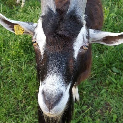 voxi_75's profile picture. whiskey tango foxtrot