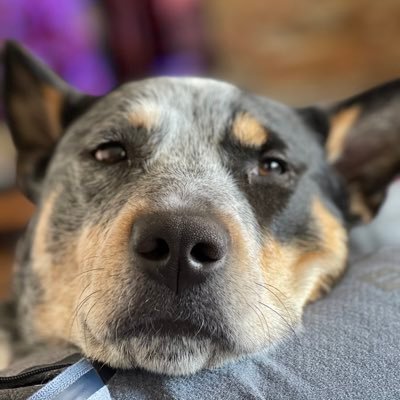 frankandringo's profile picture. Pro crayfisherman. Nap expert. Jude, Lyla and Ruby’s Dad. #foreverfreo