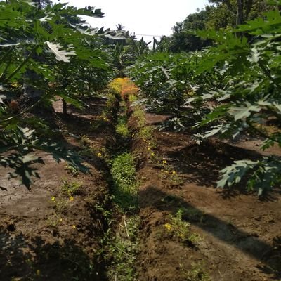 GemaAjiM1's profile picture. 