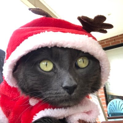 dok_elmo's profile picture. Just the ordinary person haha 🤣