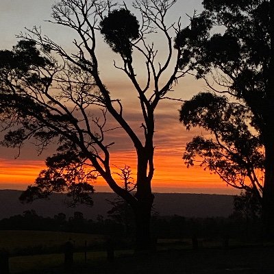 PickledVic's profile picture. 