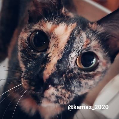 kamaz_2020 Profile Picture