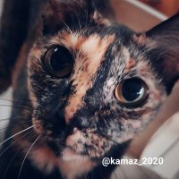 kamaz (@kamaz_2020) 's Twitter Profile
