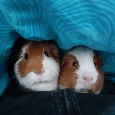 Matth_Rabaglia's profile picture. Doctorant en droit public - Université Toulouse 1 Capitole