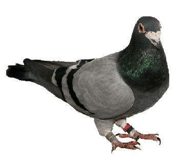 PigeonsAust's profile picture. Bringing Pigeon Fanciers, sales, techniques and methods from around Australia together and to promote the sport in a positive outlook.