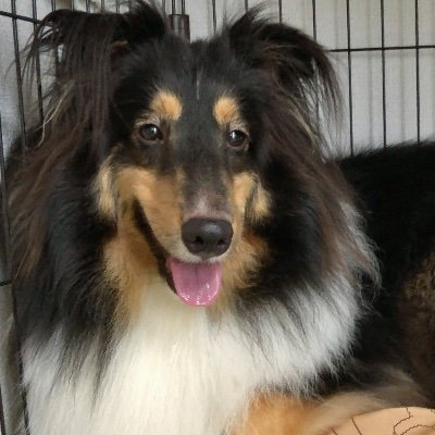 Sheltie_Kyabii Profile Picture