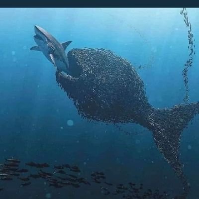 SMkhetshane's profile picture. Nothing much about me | @chelseafc fan 🏆| @kaizerchiefs fan😏 |