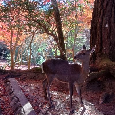 メイド界隈での名前。
ヒロで名乗ってる時もあります。
メイド、コンカフェ好き
❗眼鏡メイドは保護対象❗
2024年春から関東エリアに引っ越しました。
アマチュアですが、ポトレ撮影もしてます。こちらからお願いしたり、依頼も受けます。