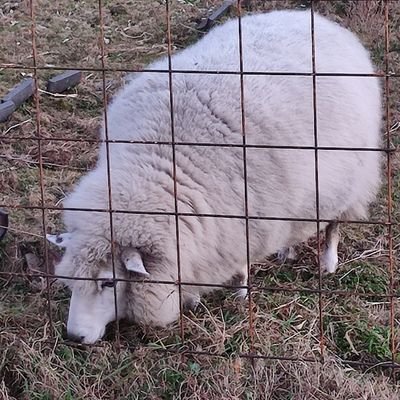 ワンフェス出たりアイマスしたり、琴歌凛世ひなた真担当、ゆるキャンの影響でソロキャンも好き🏕