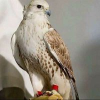 مكتب أبو خالد للخدمات العامه (@mktbabwkhaldll2) Twitter profile photo