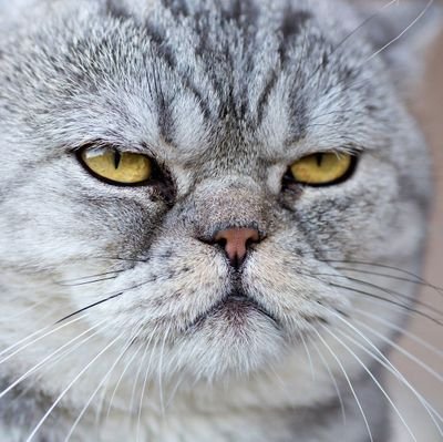 Avia_Pepa's profile picture. 🌷🌹🌺🌻🌼