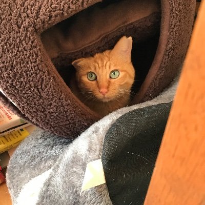 温泉、銭湯、ウォーキング、読書、猫、草花、人間観察、メモ、食べること、コミュニケーション、外国語、歴史、学ぶこと全般に興味があります。神保町PASSAGE by AR 棚主(アンドレ・マルロー広場 5番地&6番地)。