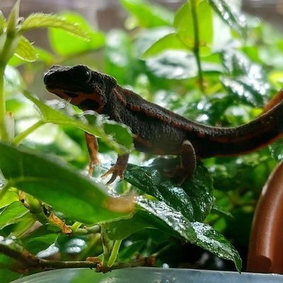 cynopspopei's profile picture. 雑多
ラクガキ

むし飼ったり保全活動参加したり