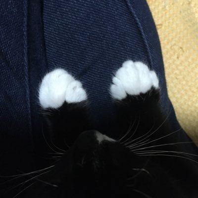 cat_pad1997's profile picture. フリーランスのグラフィックデザイナー。 雑誌のエディトリアルデザインをしています。 お仕事の依頼はDMでお願いいたします。 仕事場に7匹の猫がいます。 2022年4月までは「現代農業」と「季刊地域」というエコロジカルな雑誌のお仕事していました。 現在は某大手百貨店のファッションカタログ作ってます。
