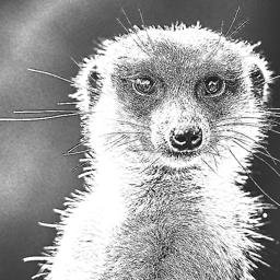 whichMeerkat's profile picture. 