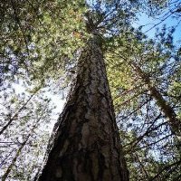 Gianluca Piovesan 🌲🌳🏄♂️ (@dendrocene) 's Twitter Profile Photo Gianluca Piovesan 🌲🌳🏄♂️ (@dendrocene) 's Twitter Profile Photo