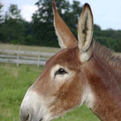 CampMule's profile picture. 