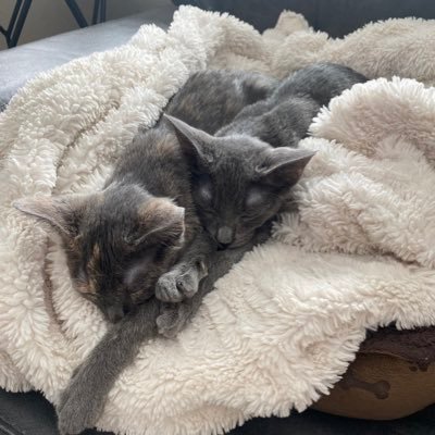 RussianBlue mix w/rare Megaesophagus/dysautonomia condition. Both Born 8/9/21. Loki left us 3/14/22 🌈 This is now Freya’s story. 🐾 #FollowFreya for updates!