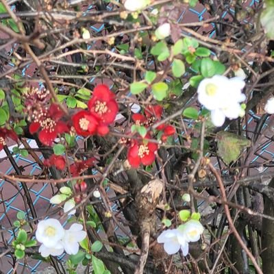 vagalume2016's profile picture. Viajar, aprender, vivir.