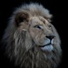 ihw_981's profile picture.