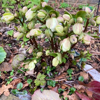 Amateur gardener and allotment newby. Hellebore lover and perennial slave. Here to talk plants and nature with an occasional political rant