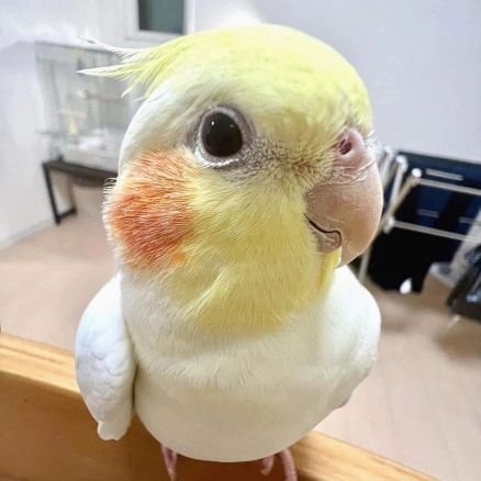 duzya🐤さんのプロフィール画像
