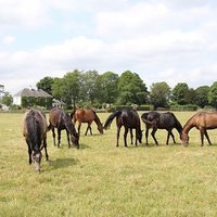 Skehanagh Stables (@skehanaghstable) 's Twitter Profile