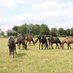 Skehanagh Stables (@skehanaghstable) Twitter profile photo Skehanagh Stables (@skehanaghstable) Twitter profile photo