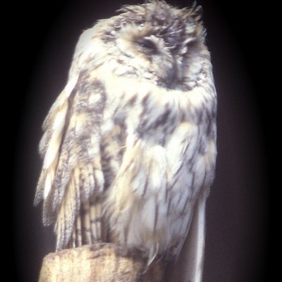 VmHNet1's profile picture. Jos asiaa ei voi sanoa yksinkertaisesti, sitä ei yksinkertaisesti voi sanoa.