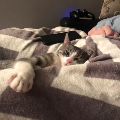 Camironiquement's profile picture. 