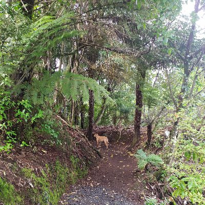 BenKitchingNZ's profile picture. NZ