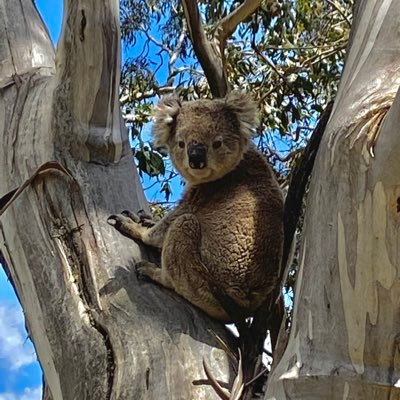 lizharris413's profile picture. 