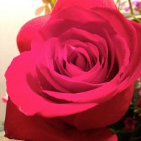 Angie Aylesworth-Hogan (@aylesworth1818) 's Twitter Profile