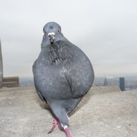 Robert Pigeon - @digi_pigeon Twitter Profile Photo