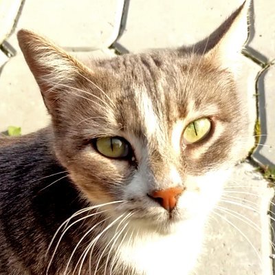 wecat_s's profile picture. 