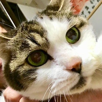 ココナッツタイム🥥ユニー…|ू ‘ᾥ’ ):さんのプロフィール画像