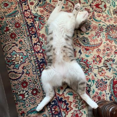 GinevraGarelli's profile picture. 