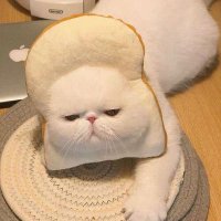 milkylatte (@neemaskkkk) 's Twitter Profile