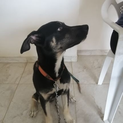 Yolianlozano's profile picture. Y desafiando el oleaje sin timón ni timonel
por mis sueños va, ligero de equipaje
sobre un cascarón de nuez, mi corazón de viaje...