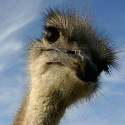 Malgolians's profile picture. Maëlian - 19 ans - LGBT 🏳️‍🌈 - 95     https://t.co/iX7WU6blRN