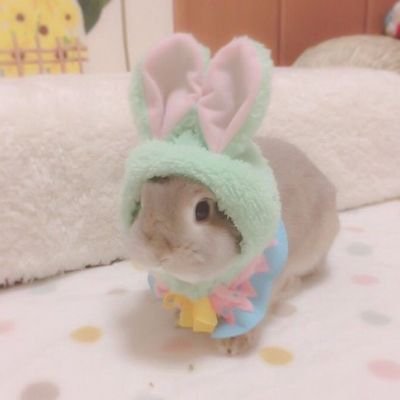 bunny_asu's profile picture. alguien pegue me un tiro plis 🌿🐇