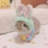 bunny_asu's profile picture. alguien pegue me un tiro plis 🌿🐇